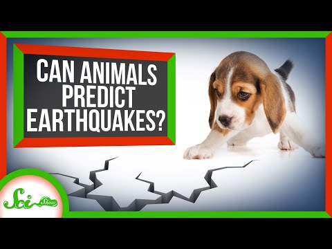 Can Animals Predict Earthquakes?